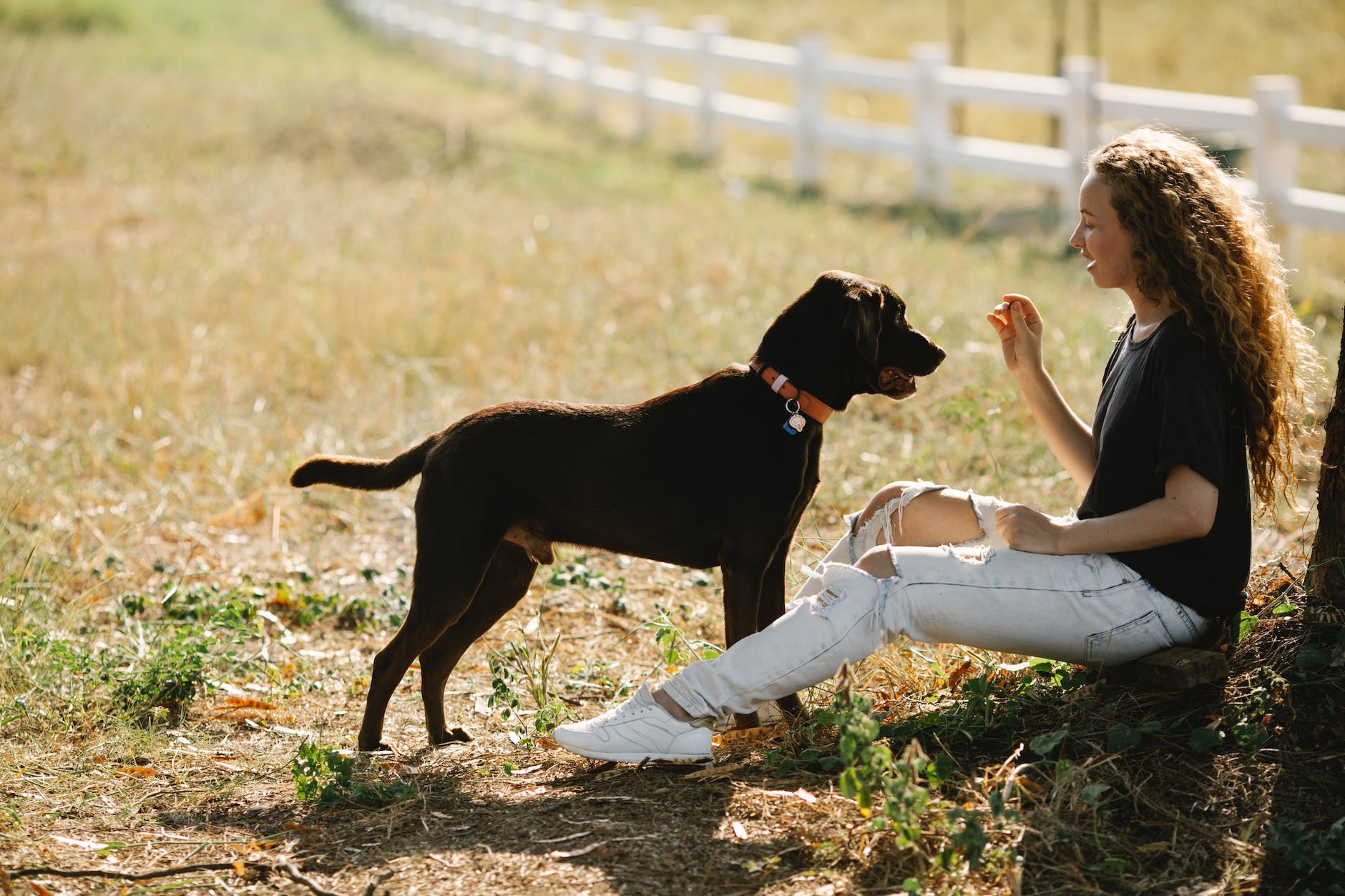 Woman with labrador on grassy lawn